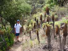 Strange plants